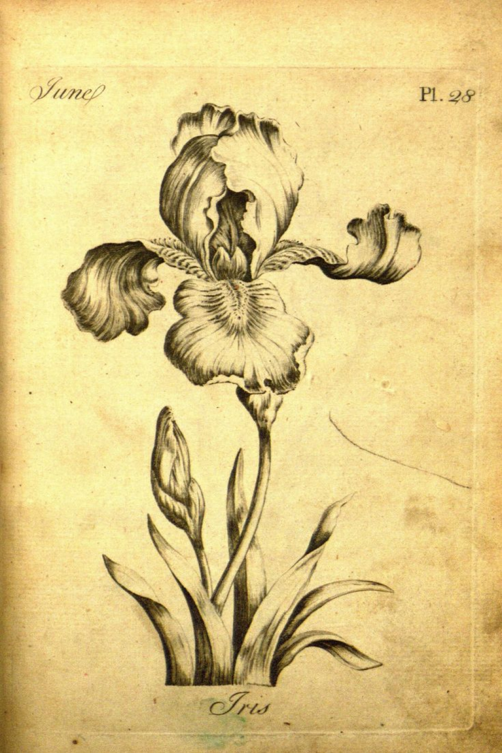 An th-Century Botanical Coloring Book for Adults  Botanical