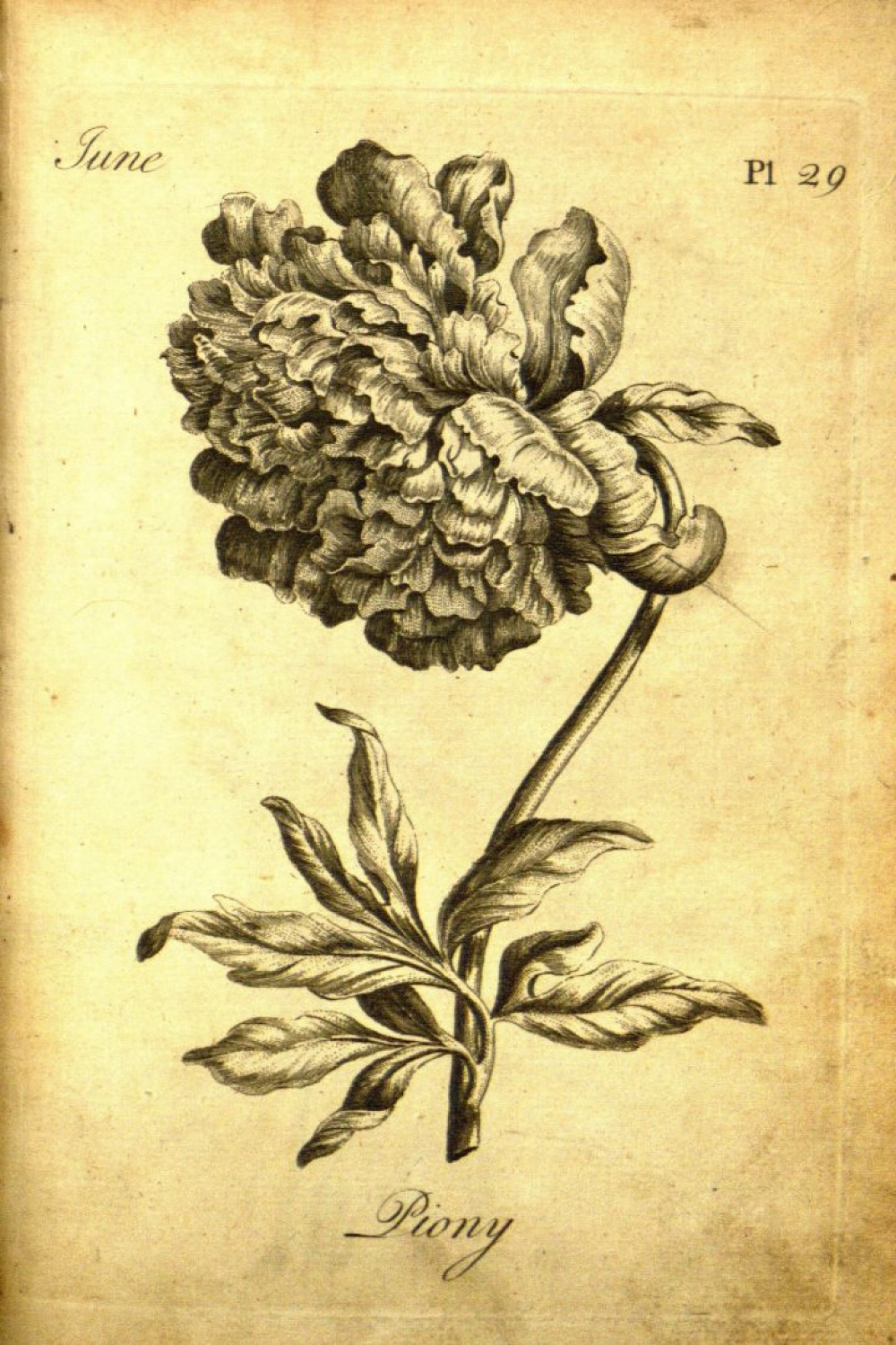 An th-Century Botanical Coloring Book for Adults