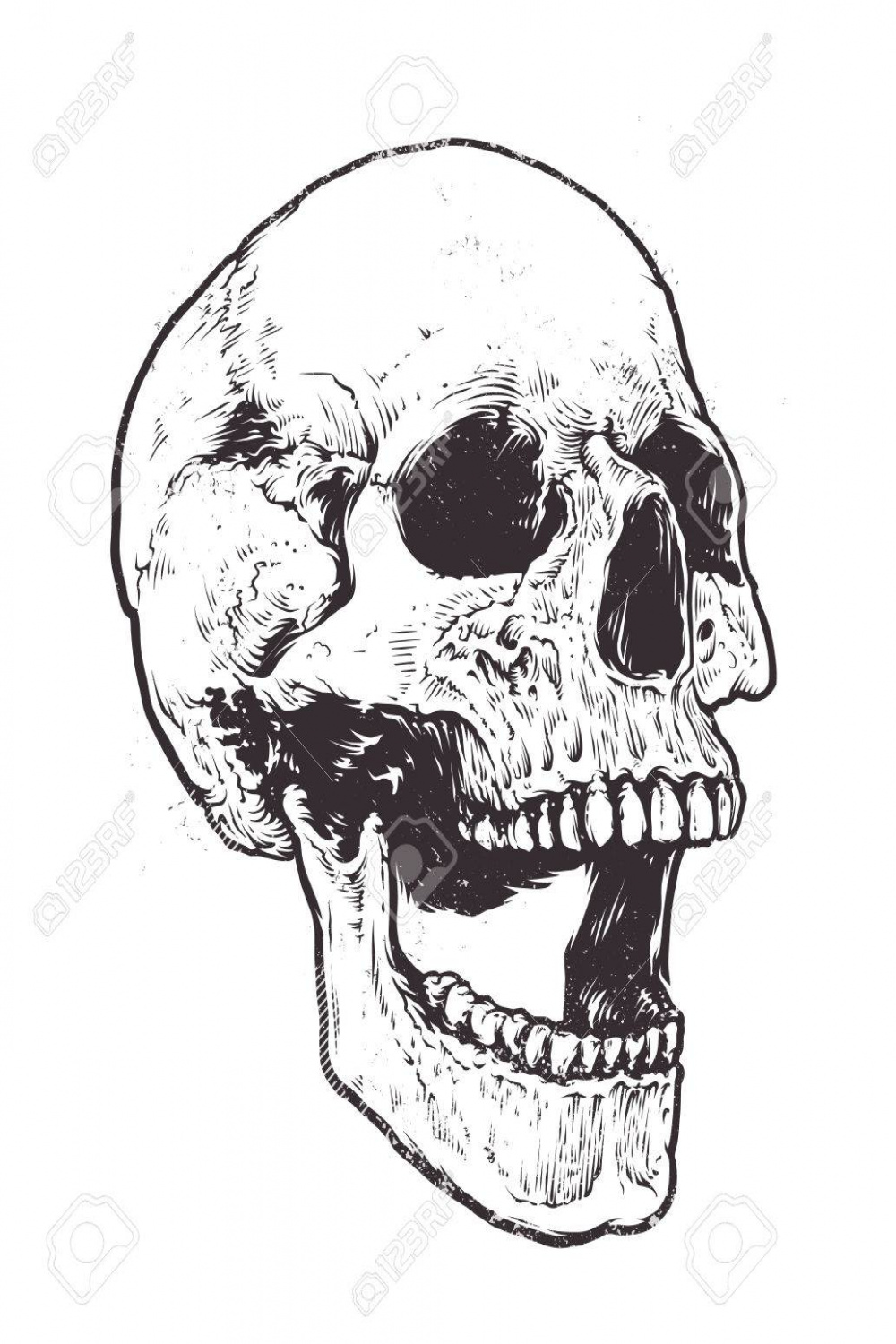 Anatomic Skull Vector Art