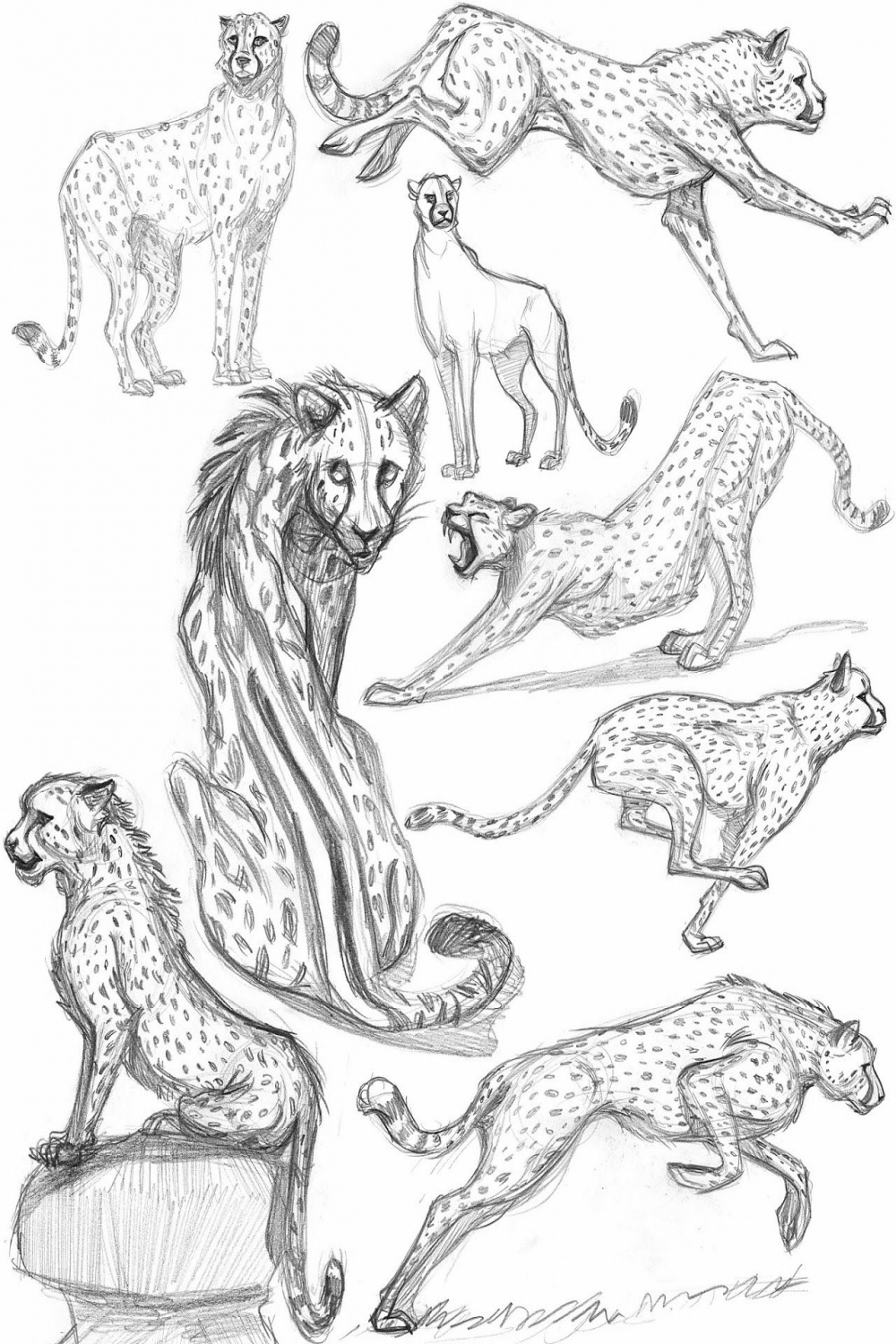 Animal drawings, Animal sketches, Sketches