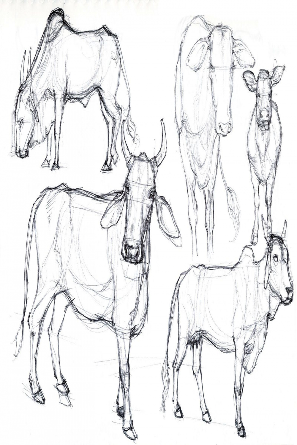 Animal Drawings - From Reference  Animal drawings, Sleeping