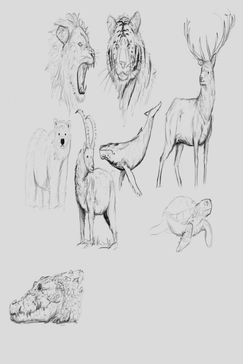 Animal Photo Reference Sketches by OvenBakedCheese on DeviantArt