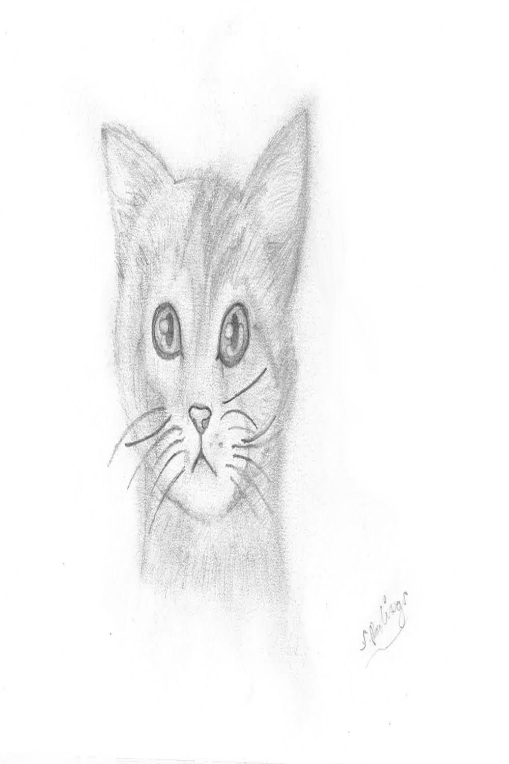 Animal Sketch - Cat / View by RawlingsArtwork on DeviantArt