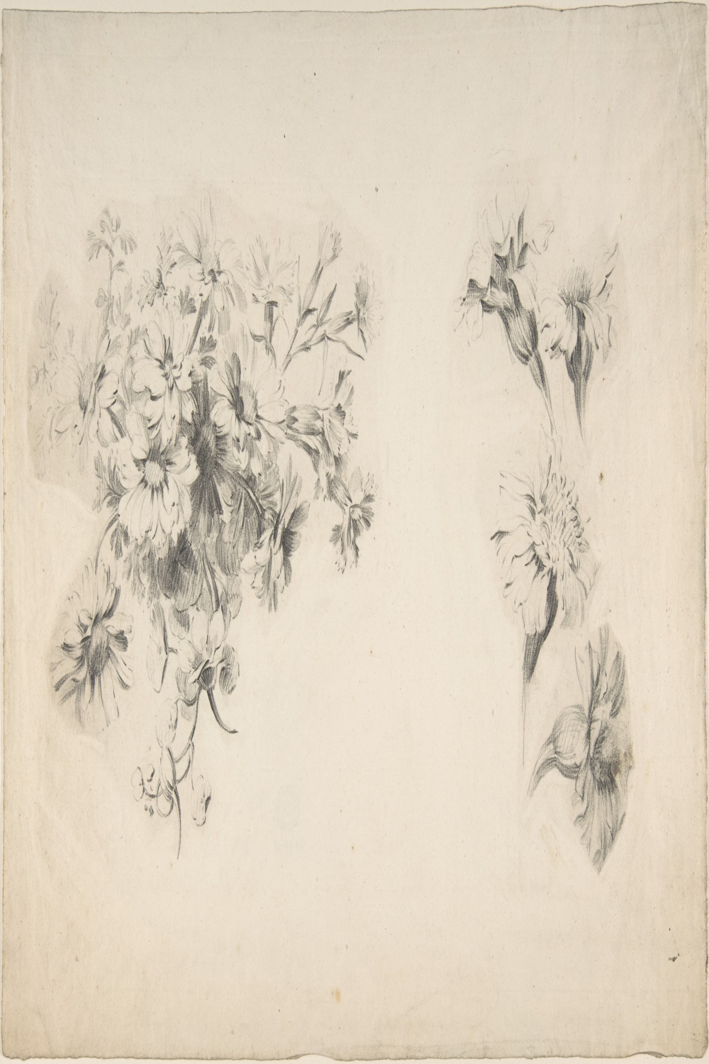 Anonymous, French, th century  Studies of Flowers  The