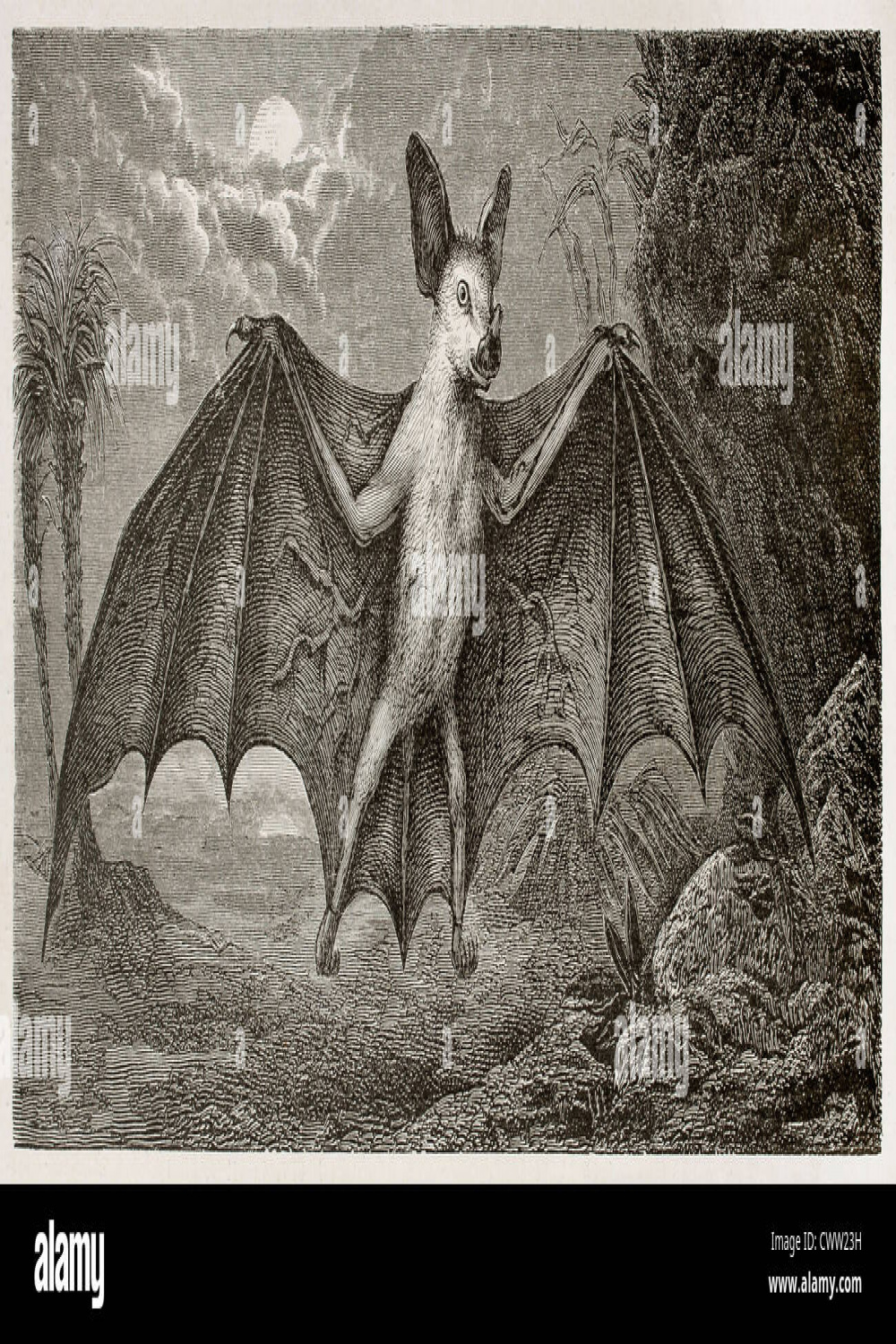Antique drawing bat hi-res stock photography and images - Alamy