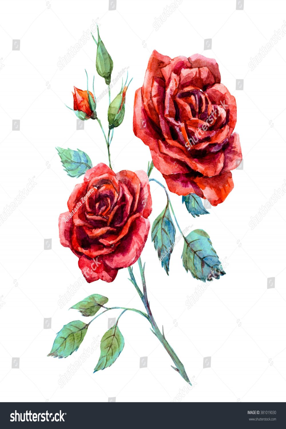 Aquarellzeichnung auf roter Rose einzeln auf: Stockillustration