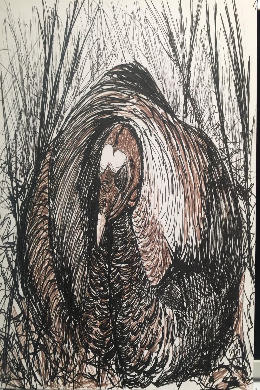 Art a Day / Wild Turkey — Wendy Wetherbee - Nature Focused