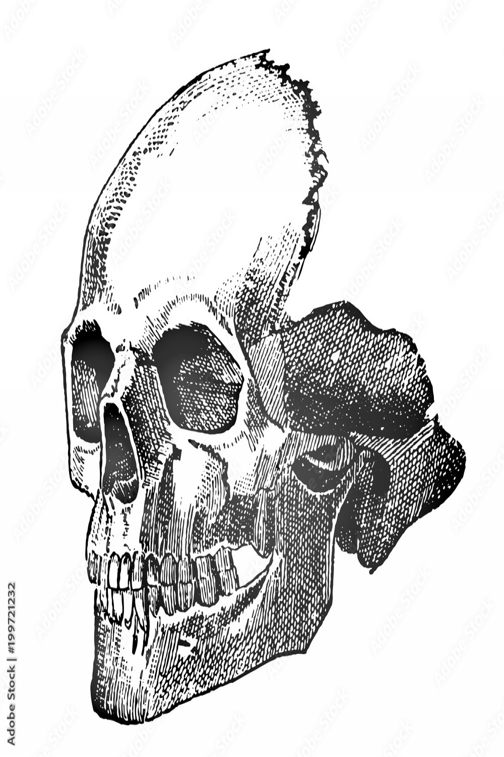 Art sketch of a tattoo - detailed skull of a person, close-up