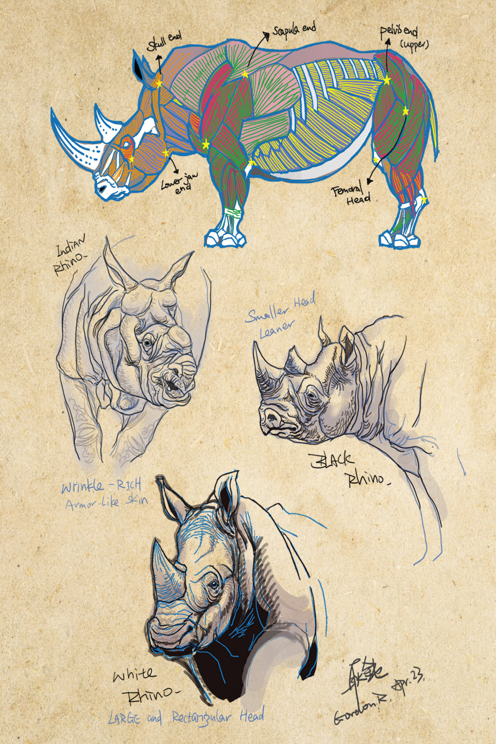 ArtStation - Rhinoceros Anatomical Study