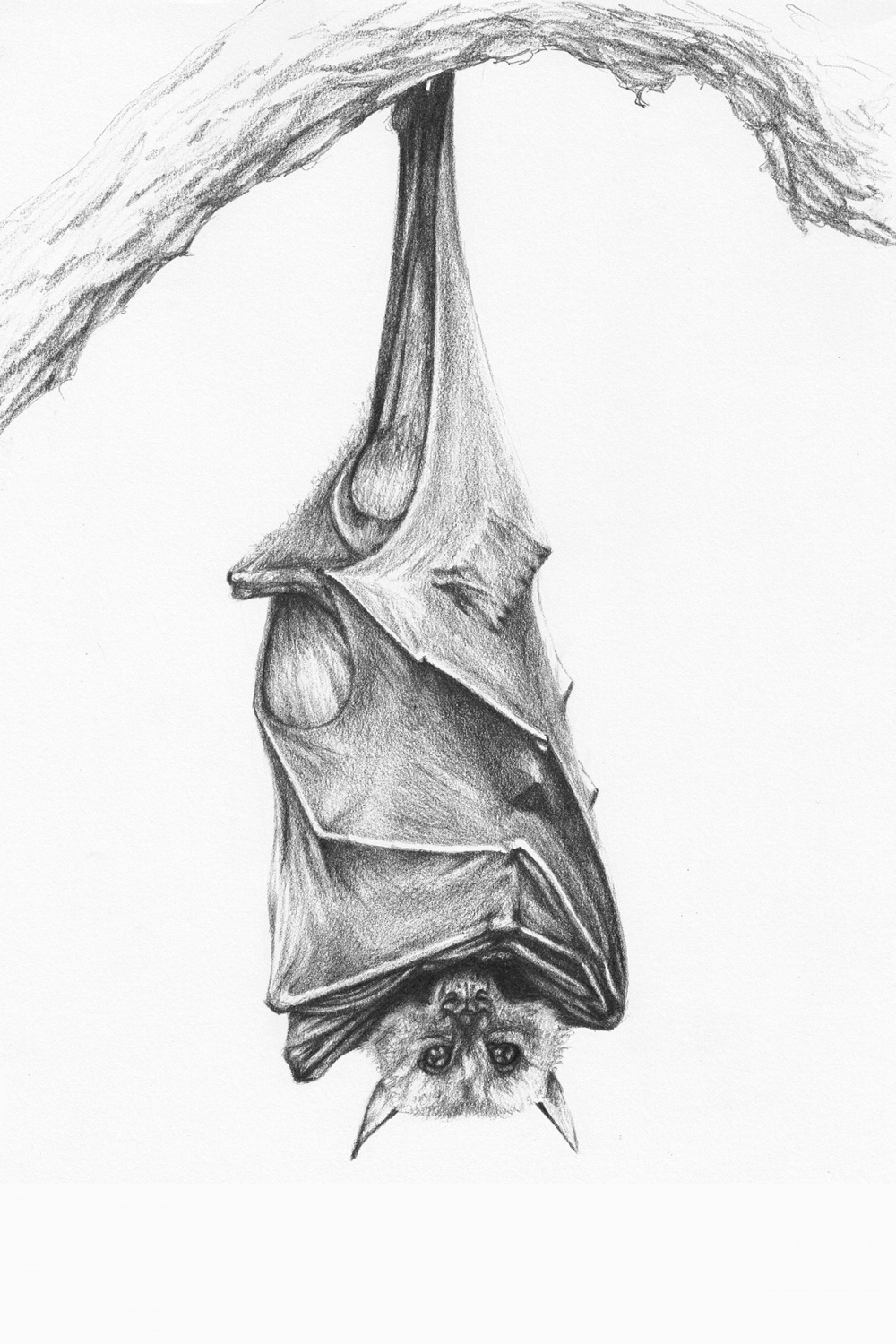 Bat pencil drawing auf Behance