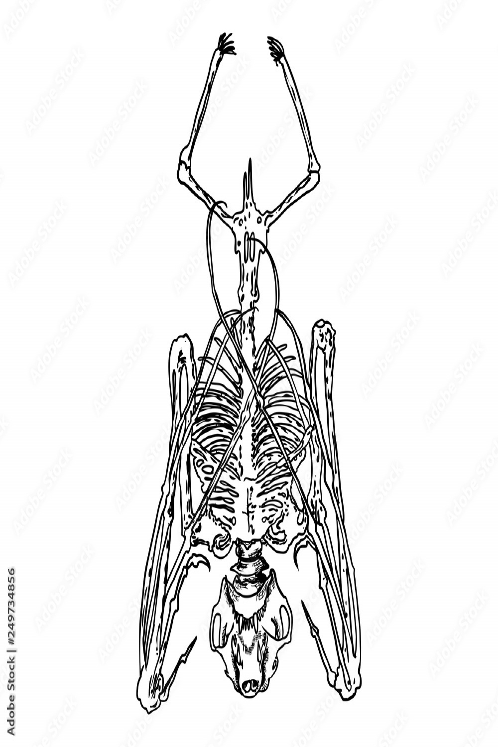 Bat skeleton drawing