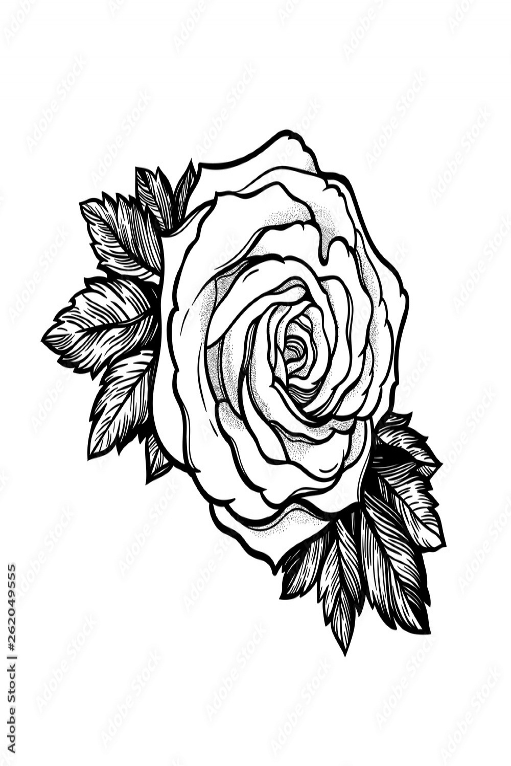 Beautiful hand drawn rose flower