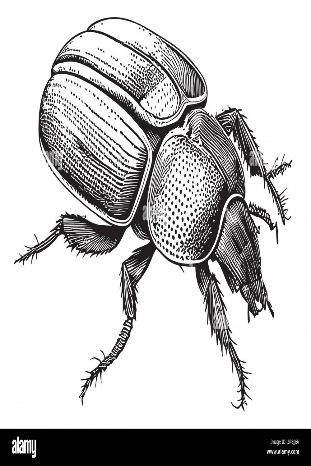 Beetle insect sketch hand drawn sketch Vector illustration Stock