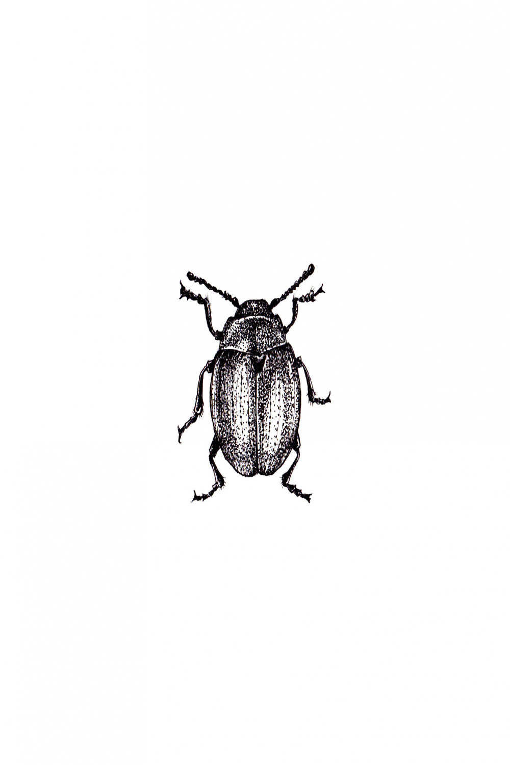 Beetles & Bugs — AWDesigns