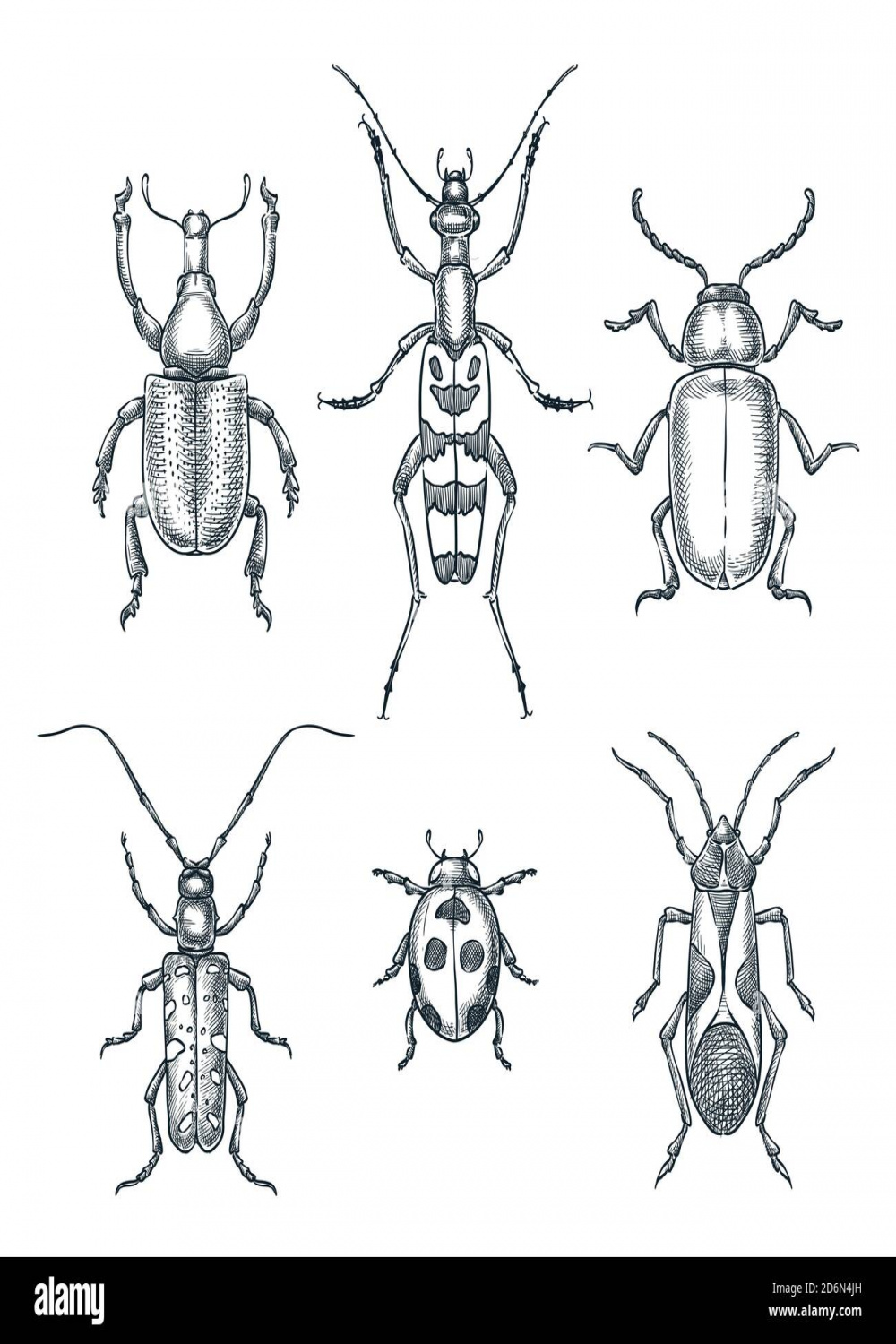 Beetles and bugs vector sketch illustration