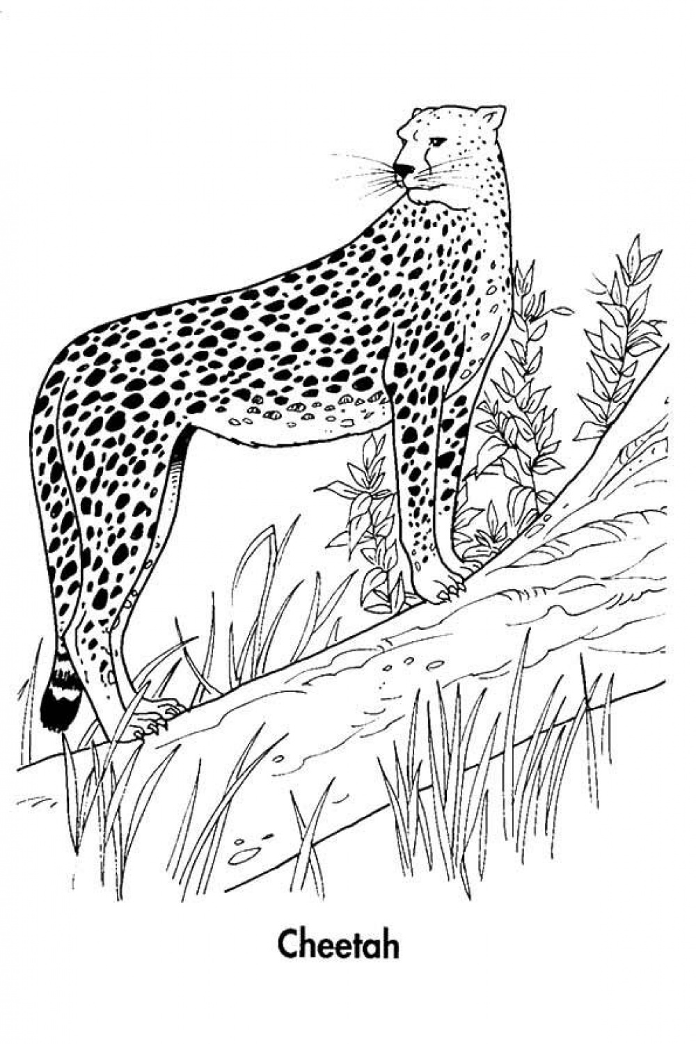Best Cheetah Coloring Pages For Your Little Ones  Animal