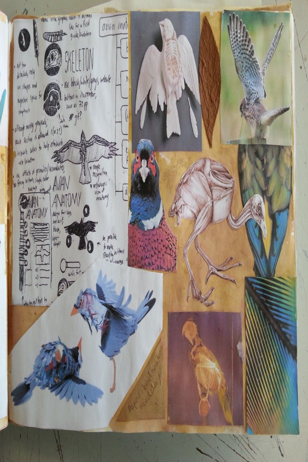 Birds mood board  Mood board, Birds, Gcse art