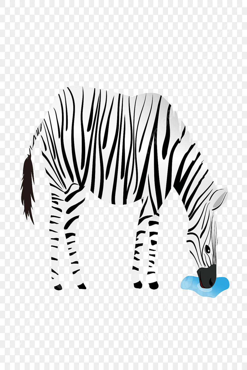 Black And White Striped Zebra Drinking Water, Water Drawing, Zebra