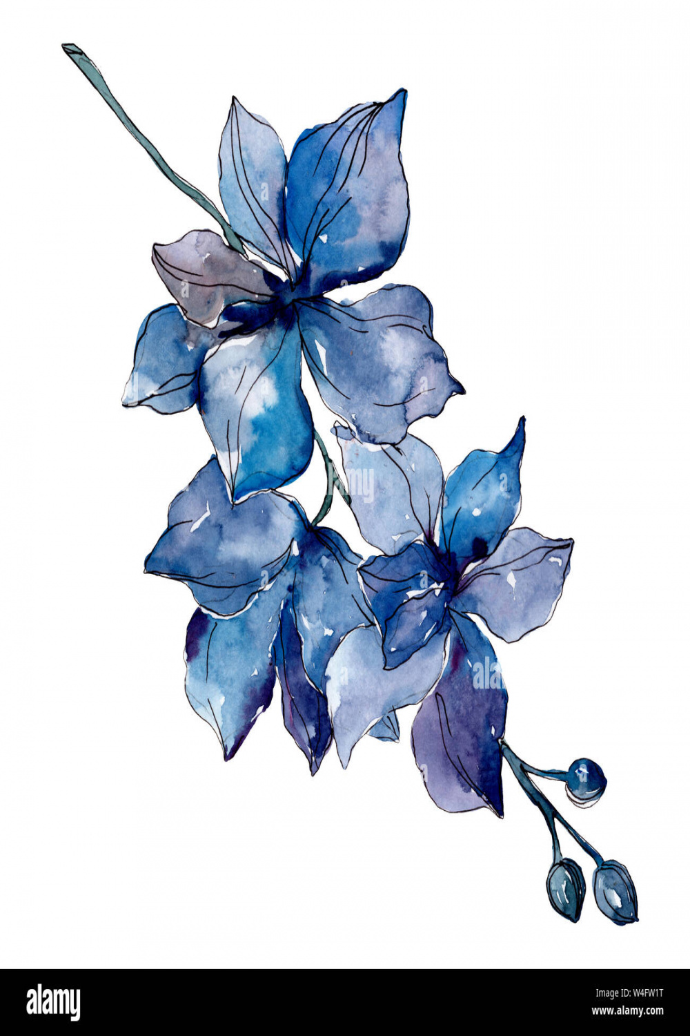 Blue flowers drawing hi-res stock photography and images - Alamy