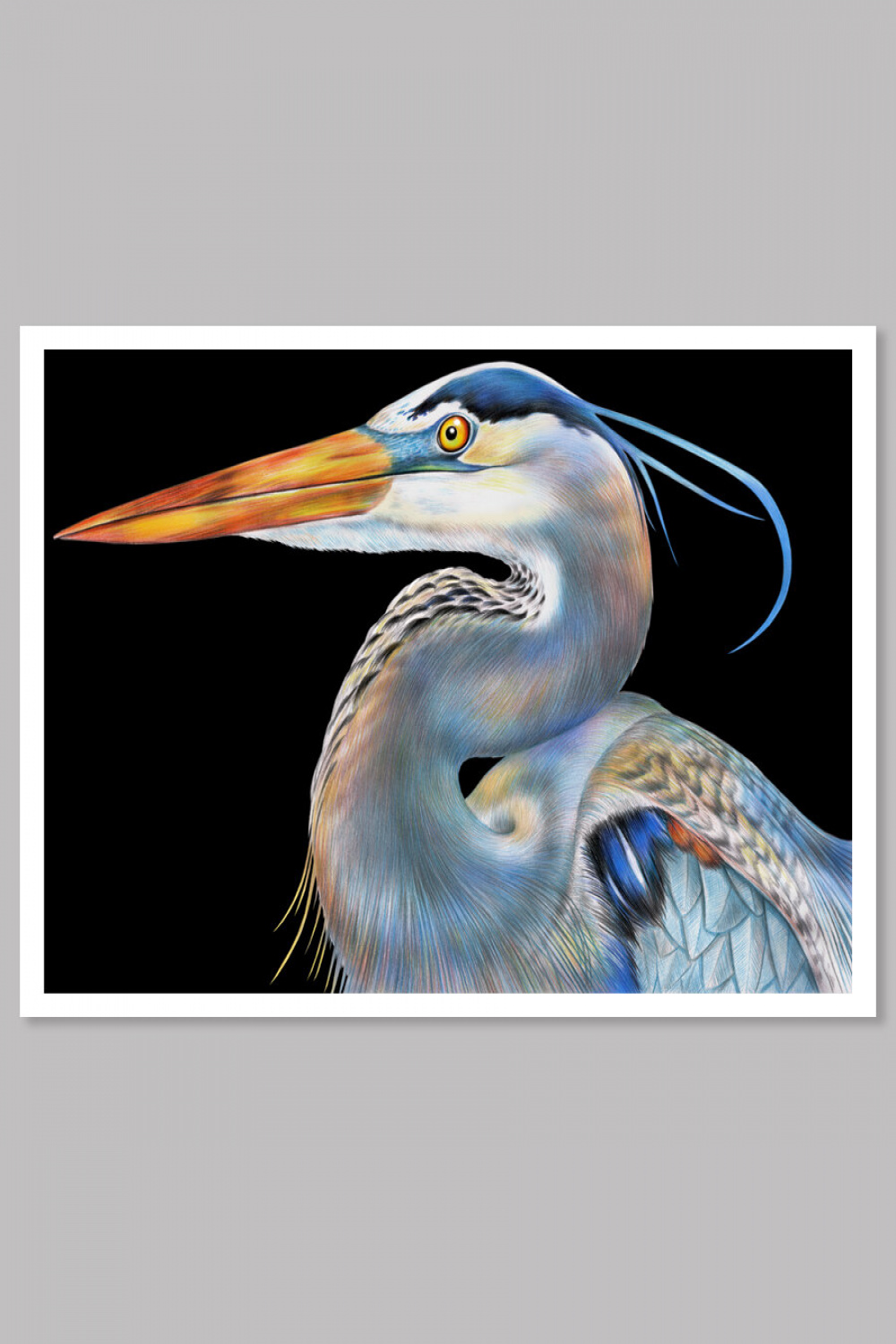 Blue Heron Colored Pencil Drawing — Tim Jeffs Art