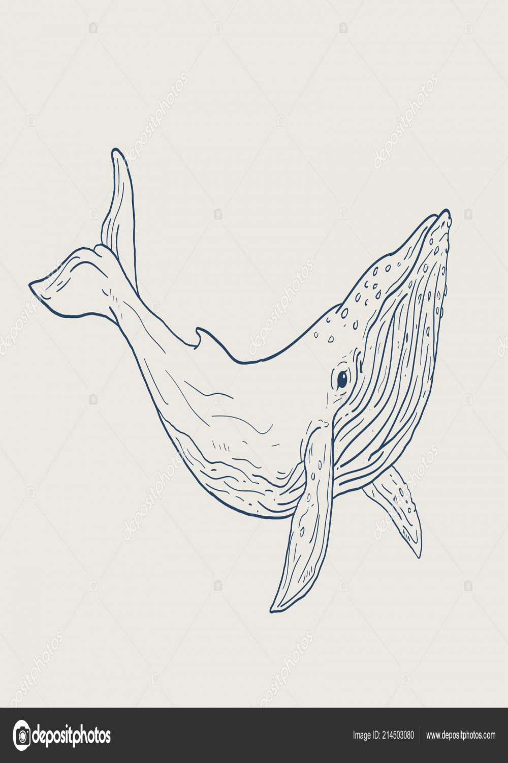 Blue Whale Vector Illustration Lineart Stock Vector by ©kuzzie