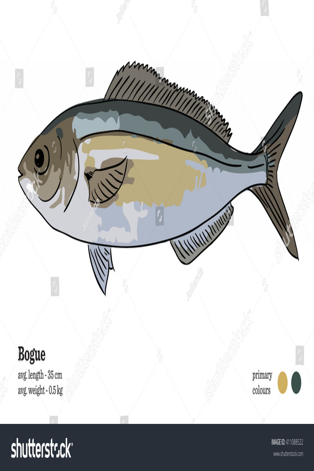 Bogue Fish Vector Illustration Stock Vector (Royalty Free