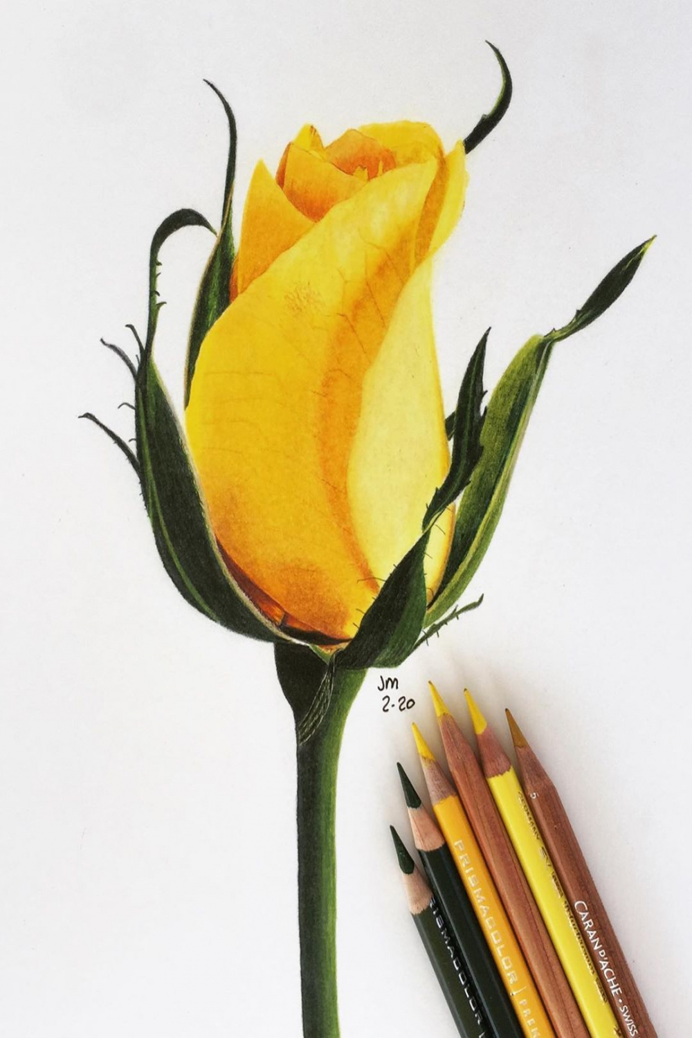 Botanical Artist on Instagram: “Yellow Rose Bud drawn with colored