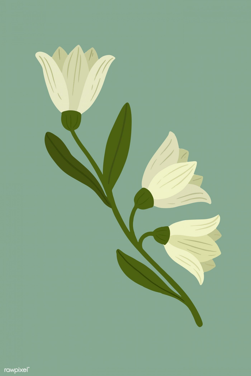 Botanical white flower on a green background vector  free image