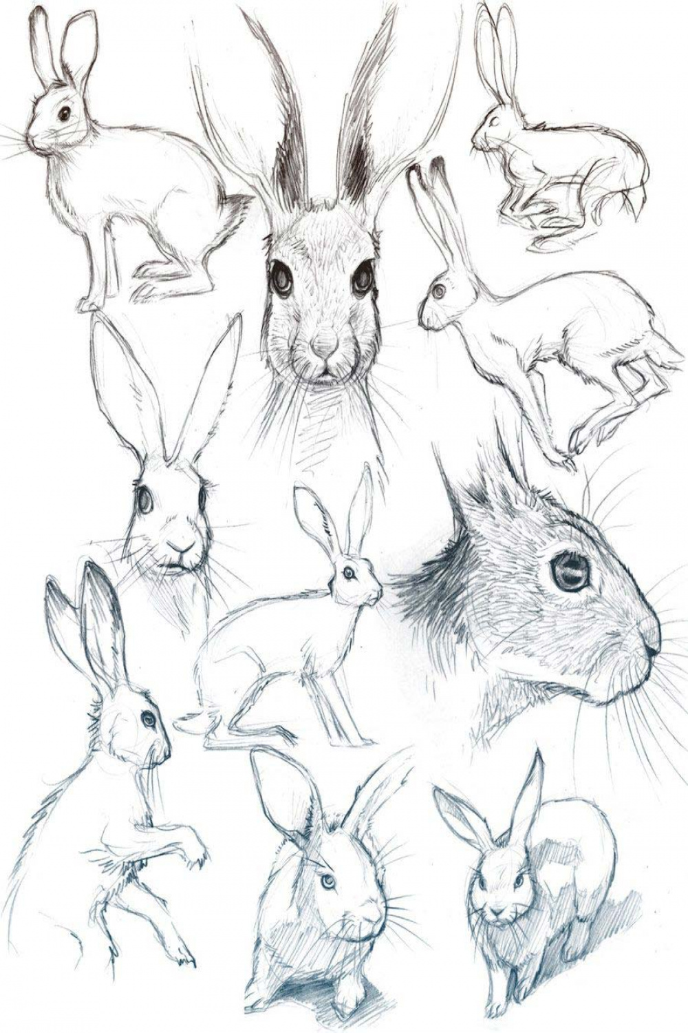 Bunny Drawing Reference and Sketches for Artists
