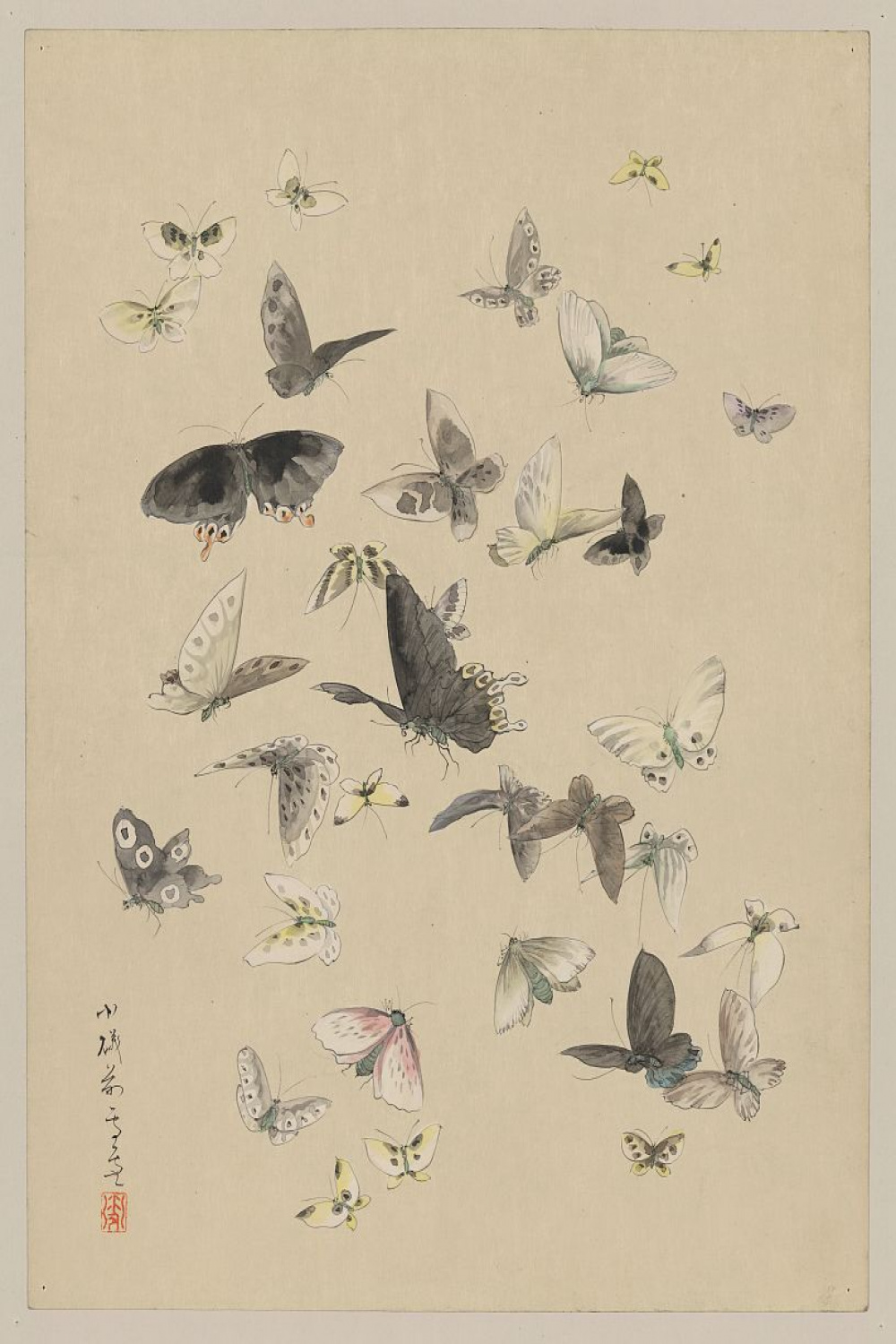 Butterflies and moths] - digital file from original drawing