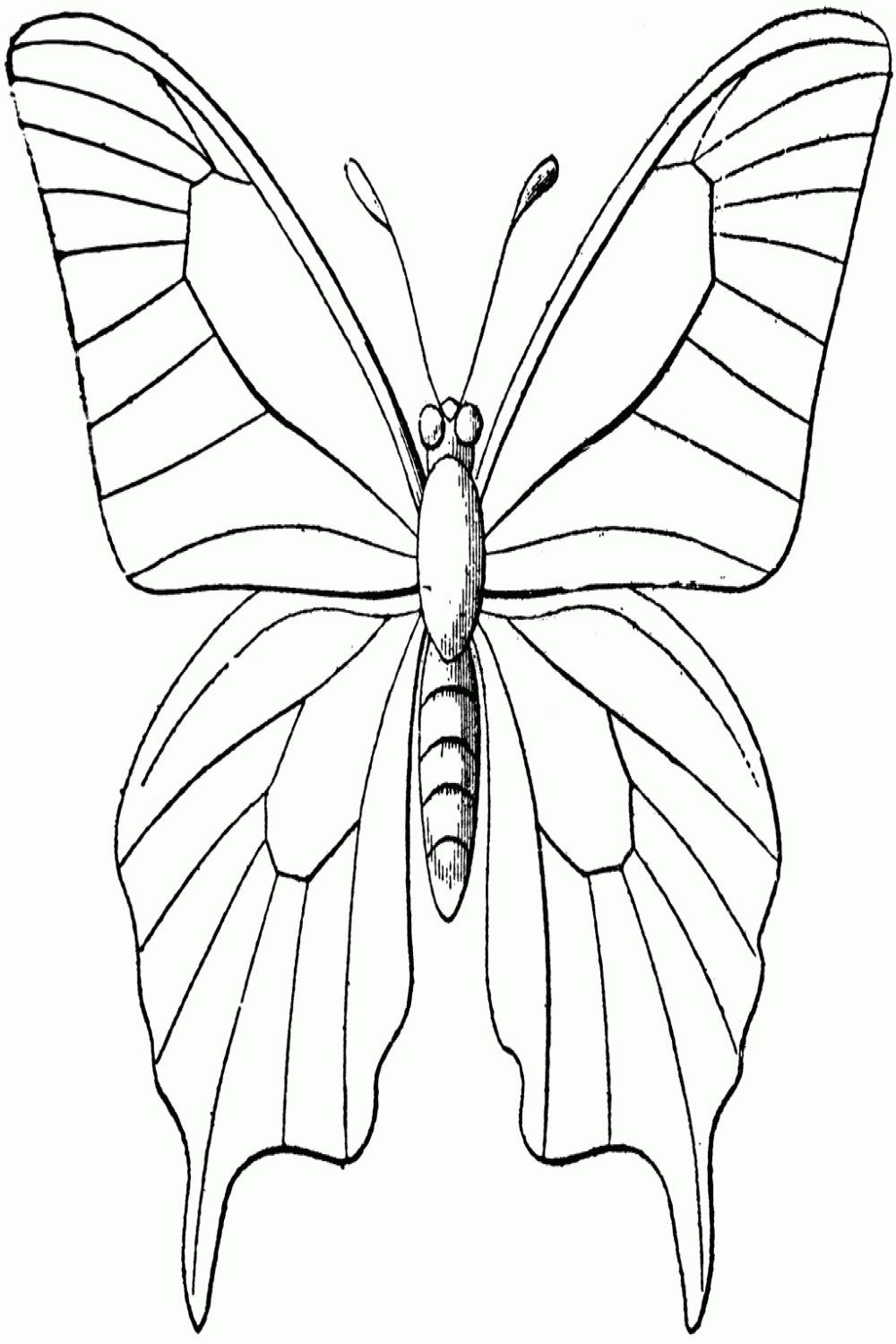 Butterfly Outline  ClipArt ETC  Butterfly outline, Butterfly