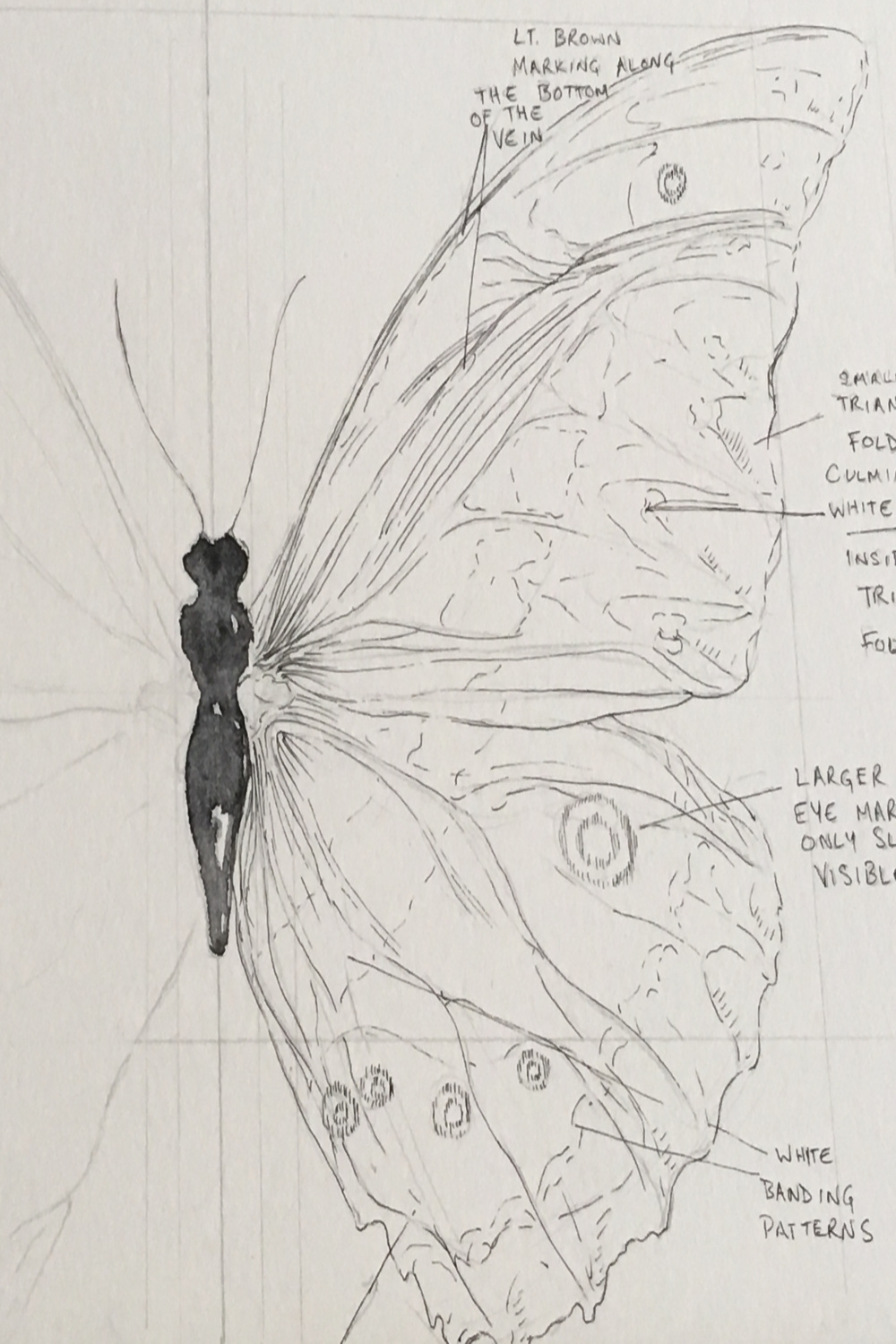 Butterfly - step by step process pictures