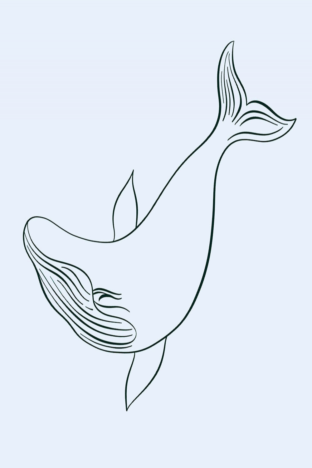 Calligraphy Whale Flourish Illustration  Molly Suber Thorpe