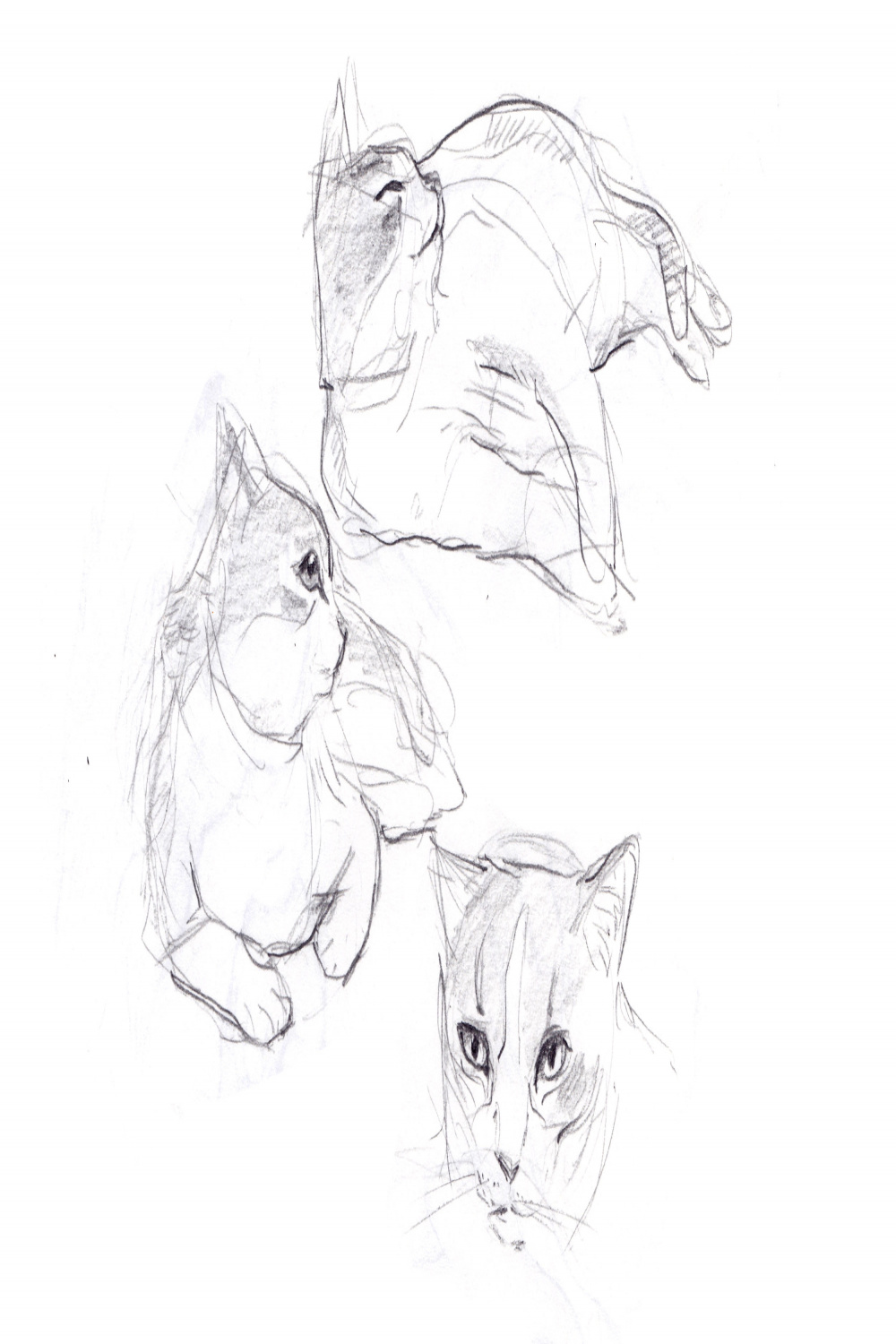 Camp & Draw: Sketching Animals from Life — Expedition Art