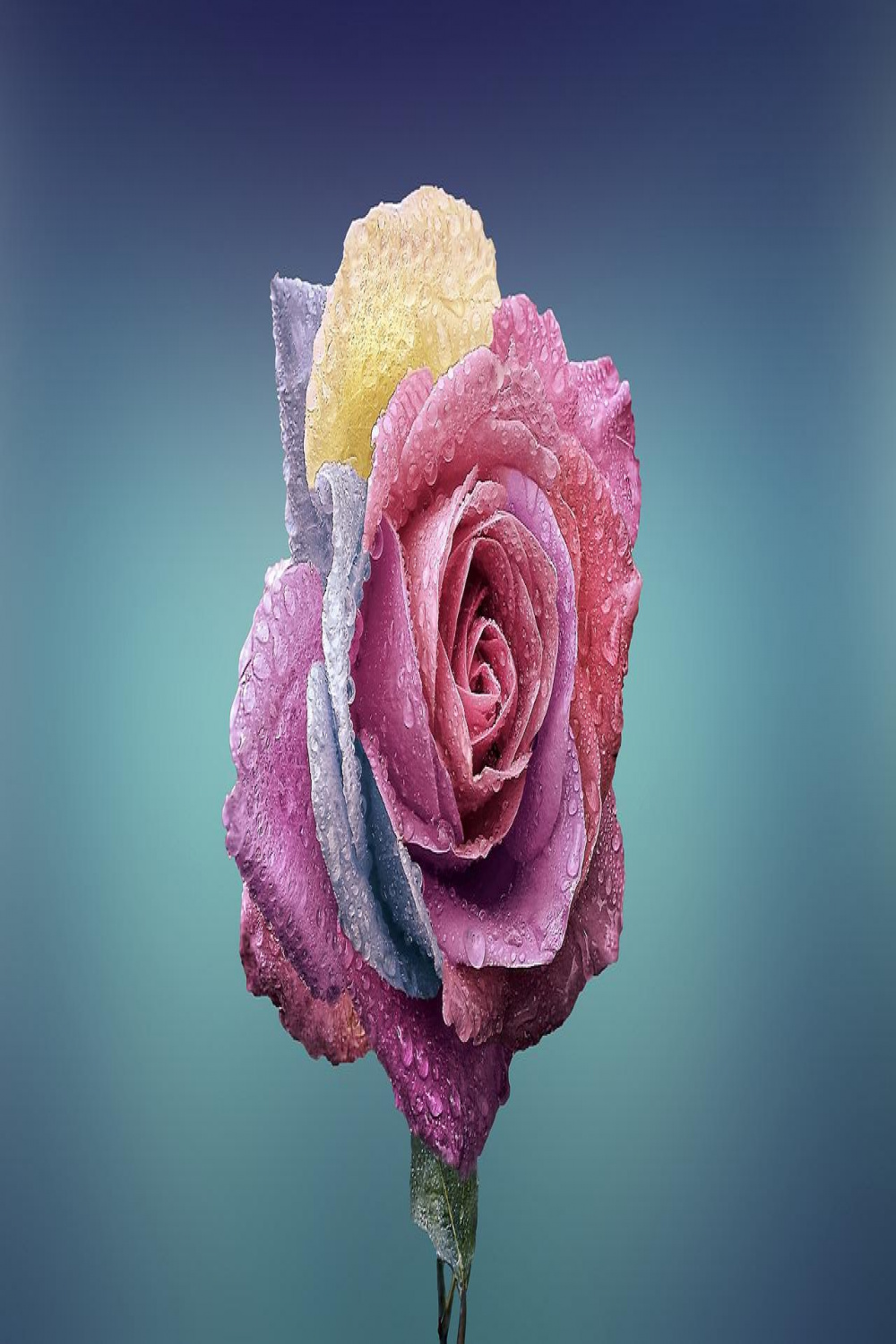 Captivating Beauty: Exploring the Intricate World of Rose Drawing