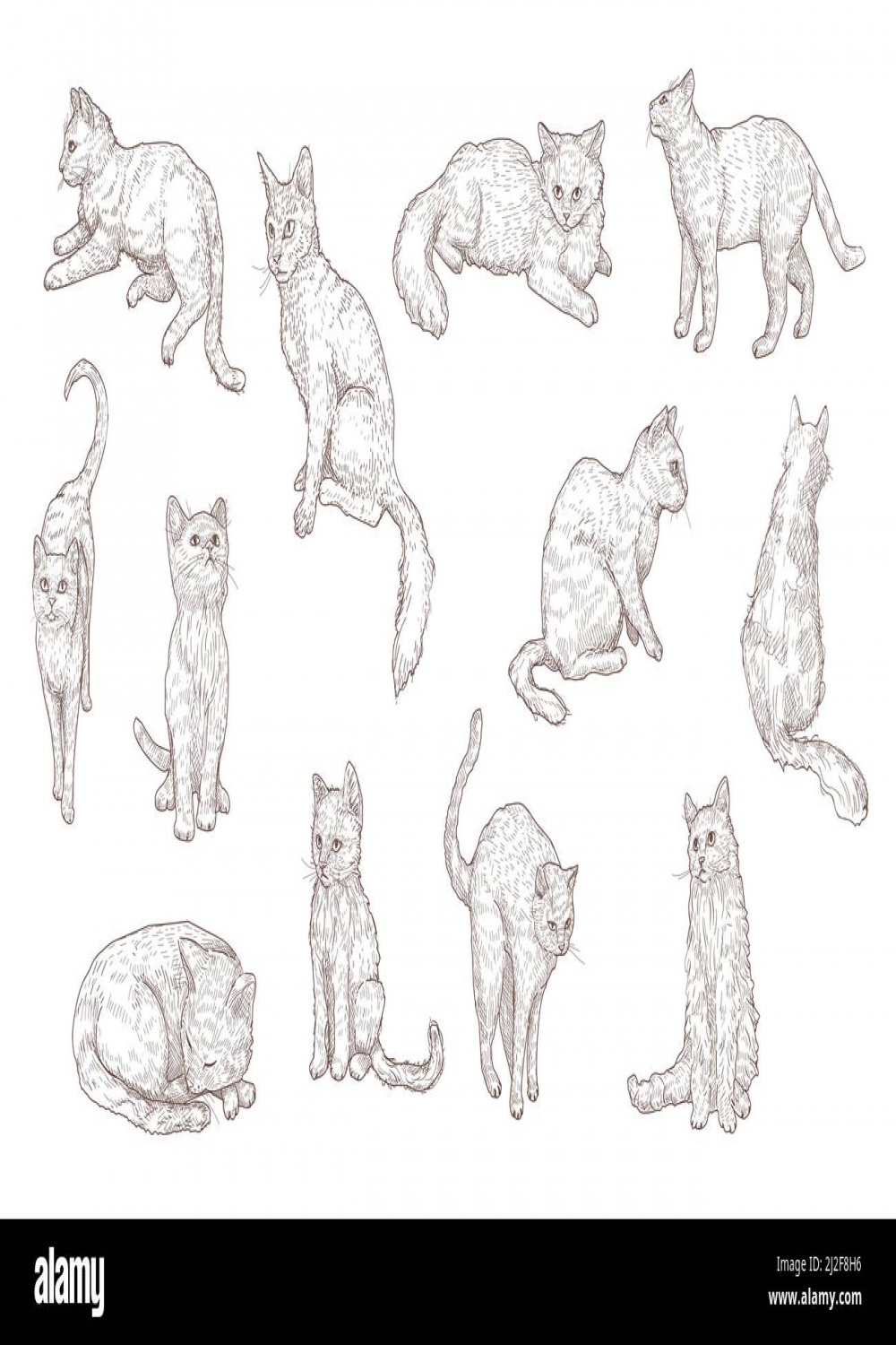 Cat positions hi-res stock photography and images - Alamy