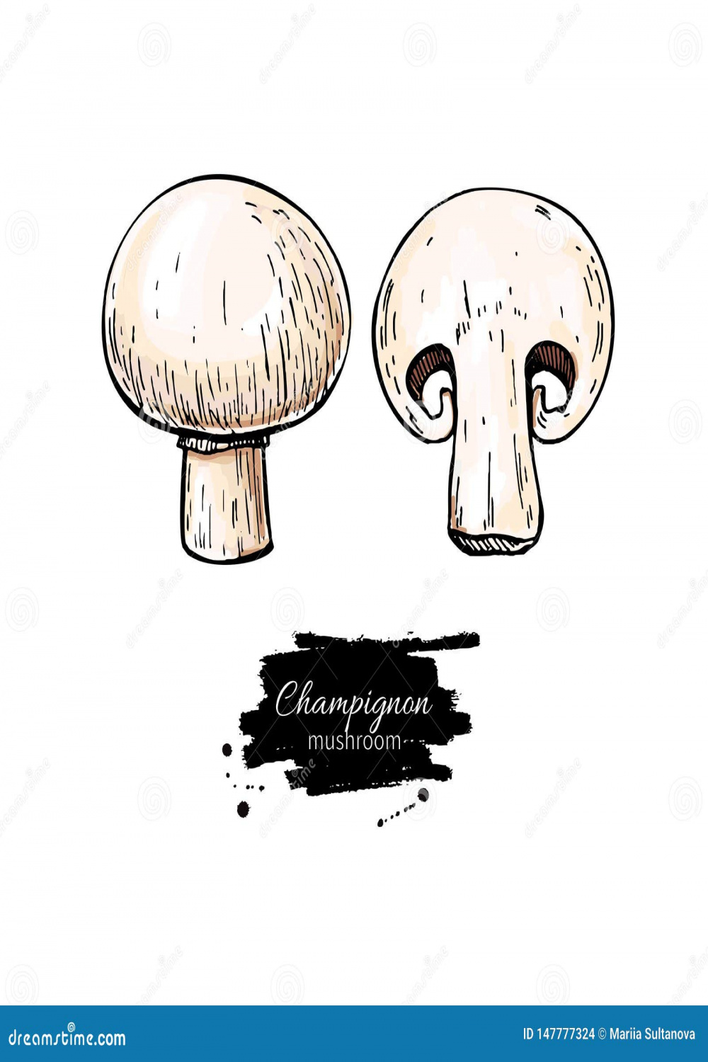 Champignon Mushroom Hand Drawn Vector Illustration