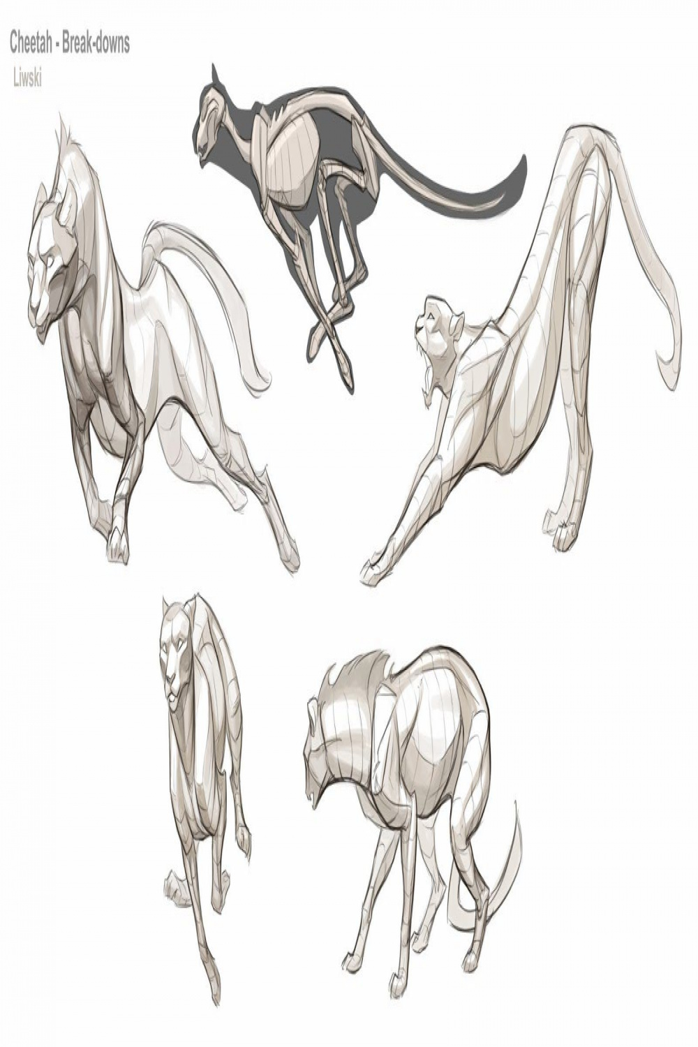 Cheetah  Animal drawings, Animal sketches, Feline anatomy