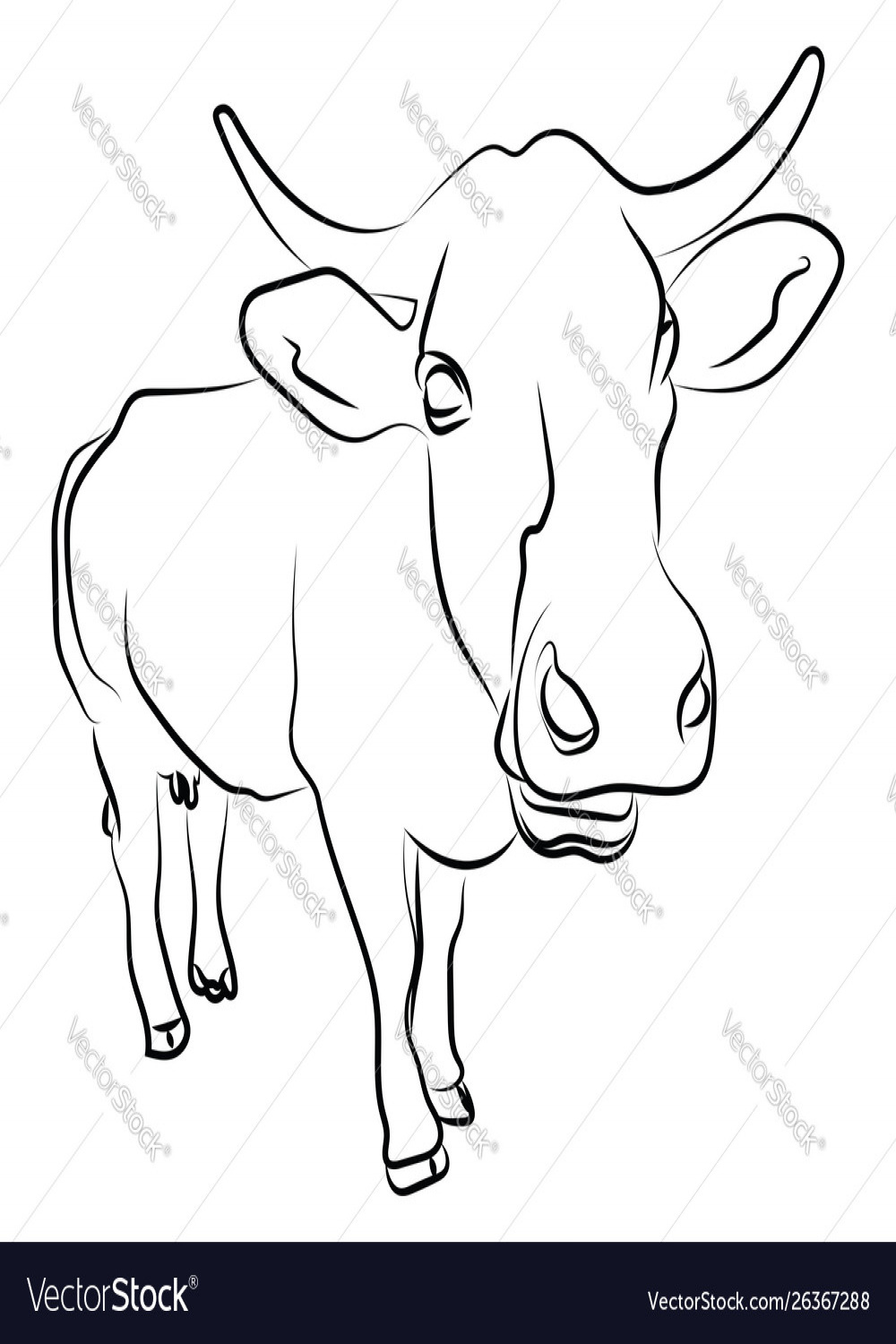 Close up cow sketch on white background Royalty Free Vector
