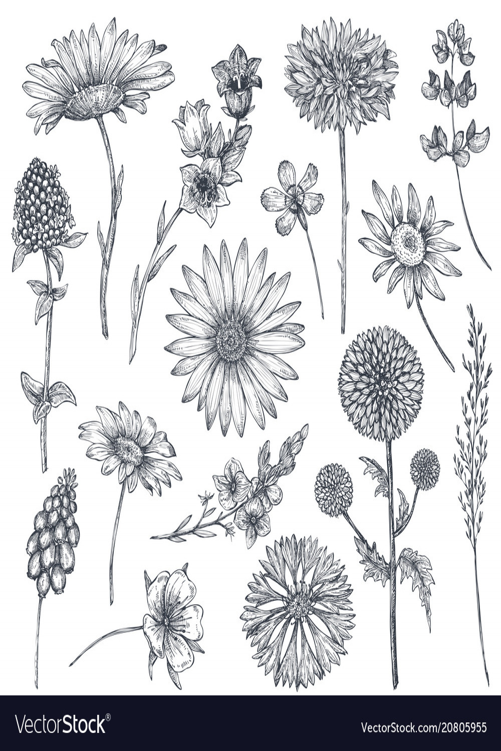 Collection of hand drawn flowers and plants Vector Image