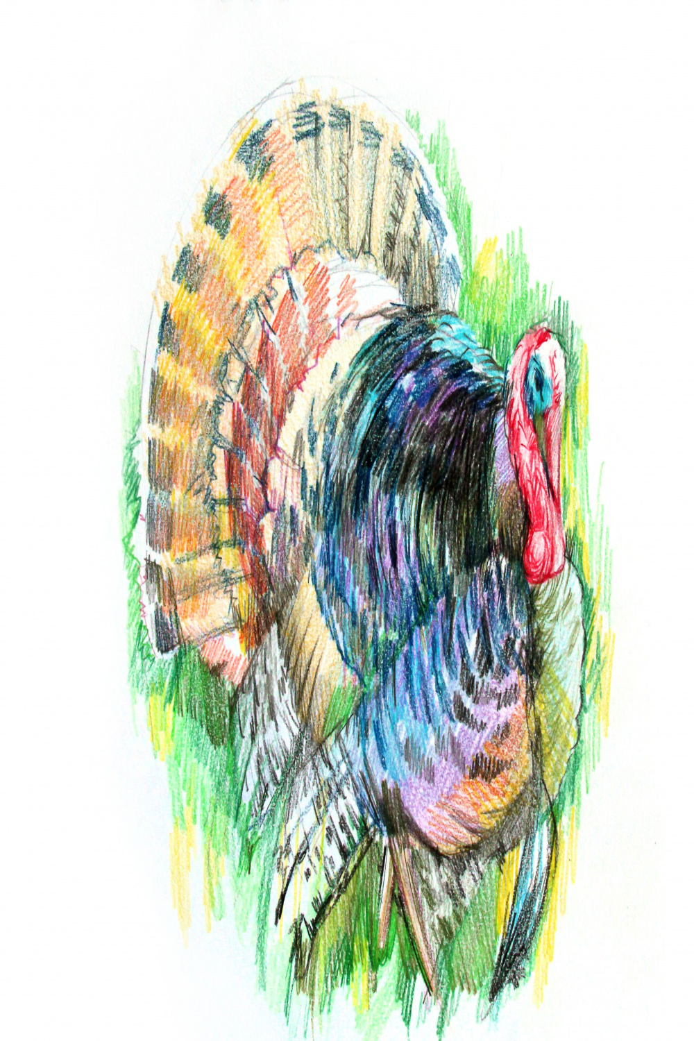 Colored pencil drawing " A Turkey," art lesson with Natalka