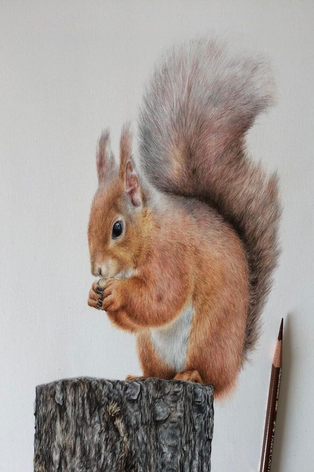 Colored Pencils Wildlife Animal Drawings  Squirrel art, Squirrel
