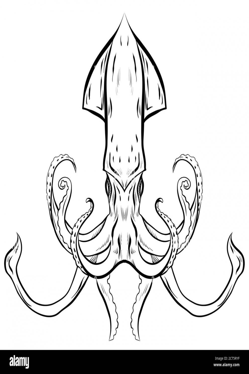 Contour black and white illustration of squid
