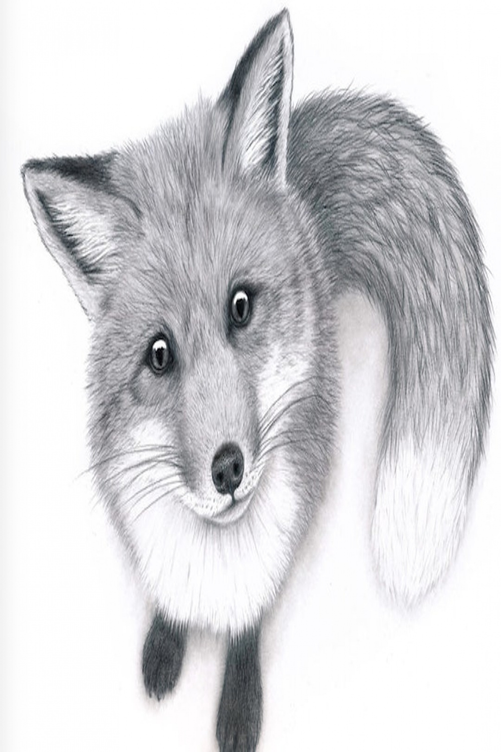 Curious Fox Fox Art Print Original Pencil Drawing of a Red Fox
