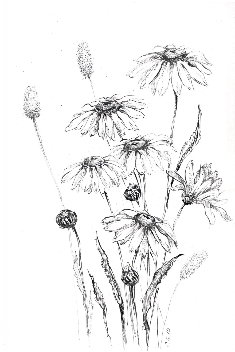 daisy art prints, drawings of daisy, wild flower art, wildflower daisy,  chamomile plant, daisy flower print, daisy plant, camomile print