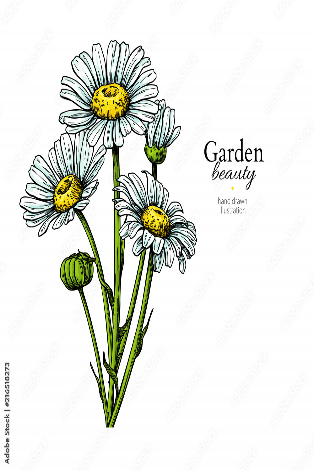 Daisy flower drawing. Vector hand drawn floral bouquet