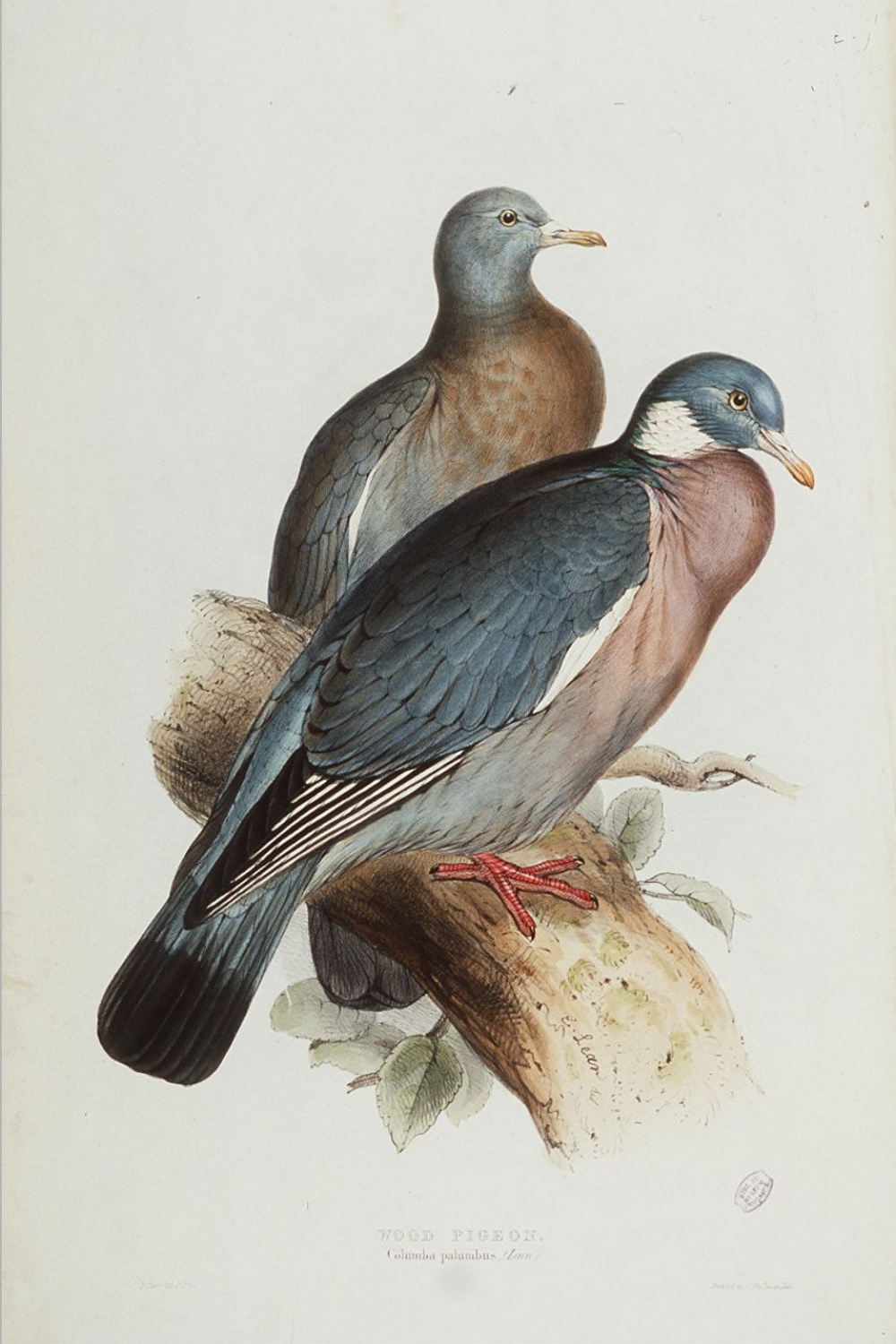 Datei:Wood pigeon