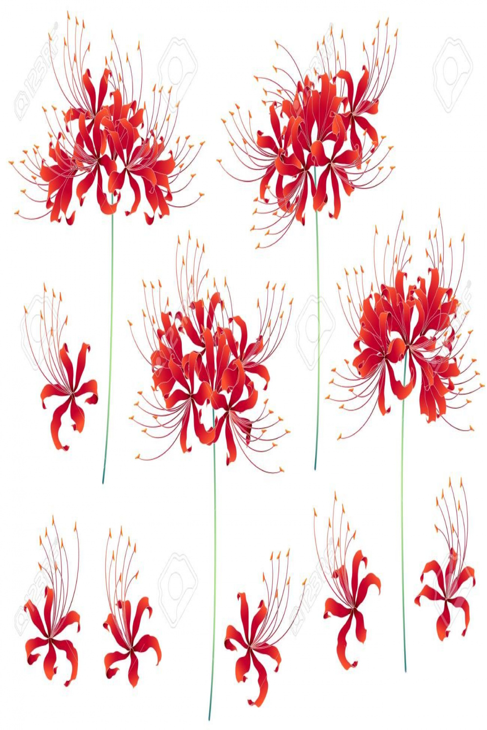Design of a Japanese style cluster amaryllis