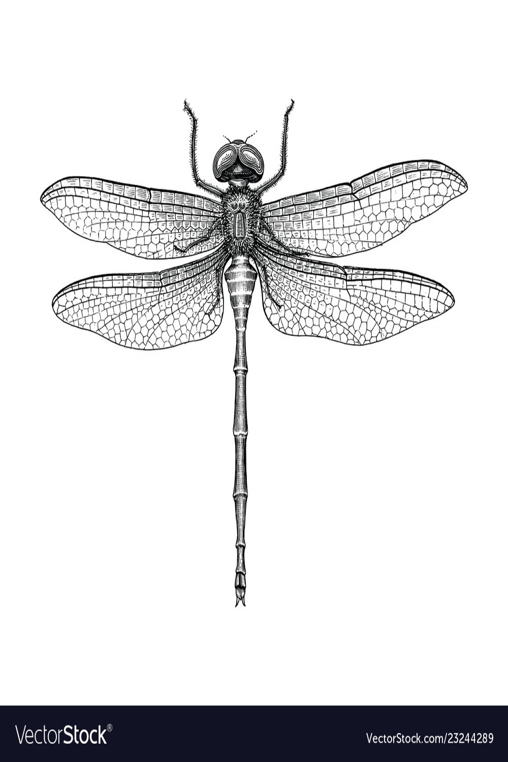 Dragonfly hand drawing vintage engraving Vector Image