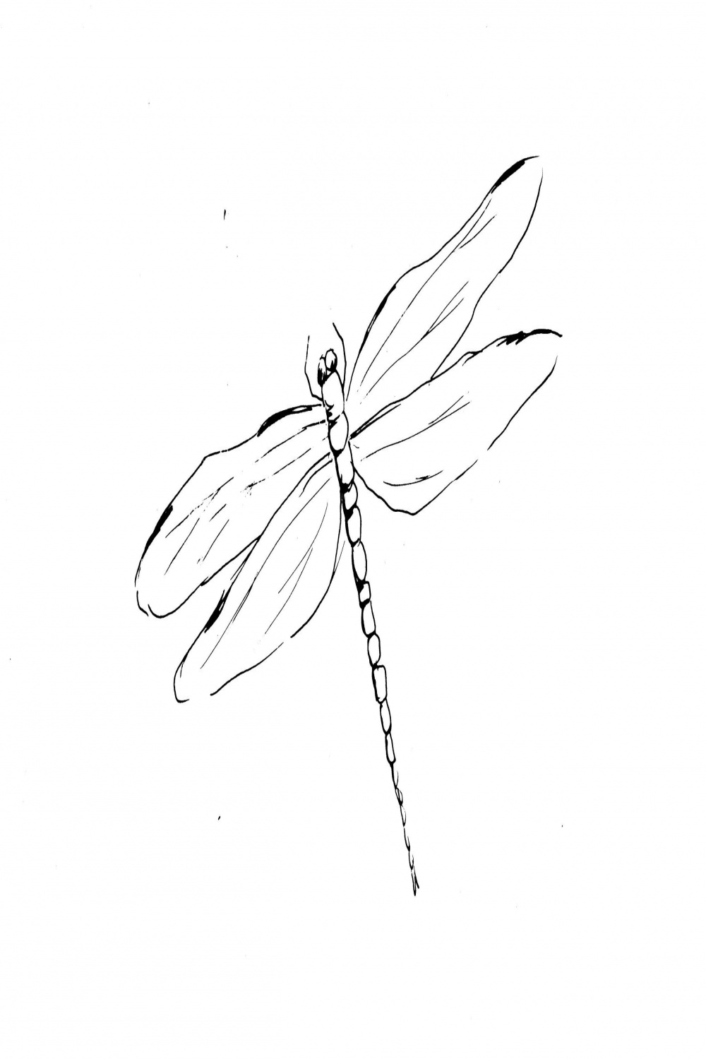 Dragonfly Sketch  Diane Antone Studio